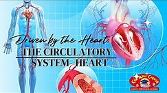 How Your Heart Controls the whole body.