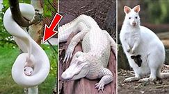 Top 10 Most Beautiful White Animals In The World