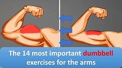 The 14 most important dumbbell exercises for the arms | Workout plus