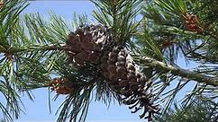 Pinus monticola, Pinaceae (western white pine)
