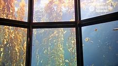 Monterey Bay Aquarium Kelp Forest Live Cam