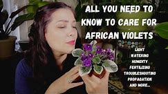 AFRICAN VIOLETS | A beginner guide for care, troubleshooting, and propagation of Streptocarpus