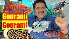 Gourami Fish | All Aquarium fish | Mayur Dev Aquascaper | Best Fish for all Fish Tanks 4K