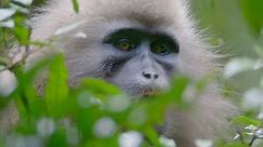 Primates: The first person to see all 79 major groups of primates