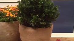 🌬 Wrap your outdoor planters in... - Lowe's Home Improvement