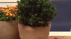 🌬 Wrap your outdoor planters in... - Lowe's Home Improvement