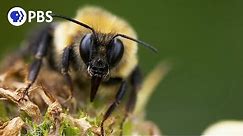 The Power of Pollinators