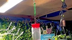 My hummingbird buddies were still hanging around in my garden shelter this winter evening.Cheers! #gardens #hummingbird #hummingbirds #winterevening #everyone #adsonreels | Marlon-Ginabel Miranda Lorenzo