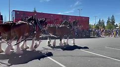 The Budweiser Clydesdales and Weiser the Dalmatian