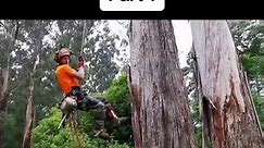Pine Tree Removal - No Editing - Tree ClimberPart 2#cutting #treecutting #usa #edit #chaisawman #cutting #edit #treecutting #usa #cutties #treefelling #treeremoval | AQ21