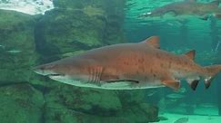 Premium stock video - Massive sand tiger shark glides past aquarium habitat window