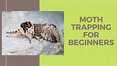 Moth trapping for beginners including basic moth identification tips