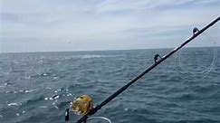 PENN Pro Mass Bay Guides - Bluefin Tuna