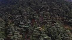 Cedars of Lebanon 4K