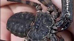 Tailless Whip Scorpion | Facts, Habitat, and Role in Controlling Insect Populations