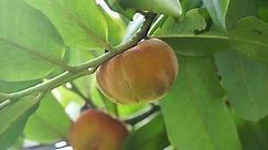 Diospyros blancoi (Also known Diospyros discolor, velvet apple, velvet, sembolo, buah mentega). It produces soft fruit, creamy, pink flesh, with a taste and aroma comparable to peaches