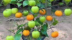 How to grow apple with orange fruit using aloe vera to make a lot of fruits