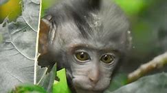 baby monkey live wallpaper