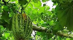 Harvesting Bitter Melons | Beautiful Nature with Rural Life #bittermelon #naturalife #rurallife