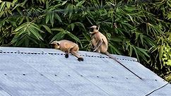Two killer monkeys captured in India after ‘revenge’ massacre of 250 dogs