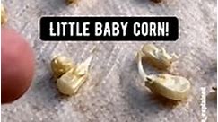 How to grow your own corn at home