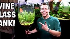 HUGE 4ft Tall Wine Glass Aquarium With NO Filter!
