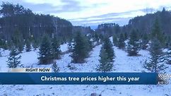 Price of Christmas trees rises this year