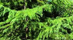 Conifers: Pine, Cedar, Spruce and Cypress