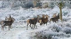 Reindeer Herd Walking On The Freezing How Do Reindeer Survive Freezing Arctic Winters #Shorts