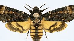 Death's-head hawkmoth | Natural History Museum