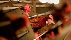 Iowa reports biggest U.S. outbreak of bird flu in poultry