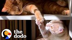 Cat Hates His New Kitten Brother Until...❤ | The Dodo