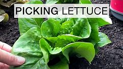 Harvest Pick and Come Again Lettuce and Storage Tips