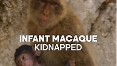 Infant Macaque Monkey Kidnapped | Seven Worlds, One Planet