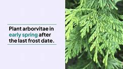 How to Plant and Grow Arborvitae