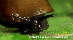 When this parasitic worm gets inside... - National Geographic