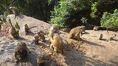 Monkey Try to take seeds as Cunning 😂🤨|| Every one in hungry