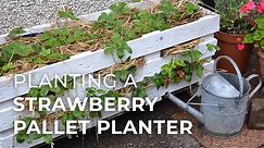 How to plant a DIY Strawberry Pallet Planter