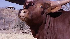 Young Watusi Cattle Being Scratched Stock Footage Video (100% Royalty-free) 1008400735