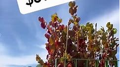 5-6ft Tall Ornamental Grapes- $39.95Don’t Pay $60.00 we’re CHEAPER!Over 100 available 👏👏👏Grown on our farm in Echuca 1️⃣ Climate Ready2️⃣ BIGGER3️⃣ CHEAPER Perfect Shade Climber for that patio or arbor our Advanced 250mm pots are on a strong bamboo frame ready to explore. Approx 5-6 ft tall NOWVITIS Vinifera 'Ornamental Grape are a lovely addition to any garden where a climber with fantastic autumnal colours is required. A deciduous, but relatively fast growing vine, giving vibrant green leav