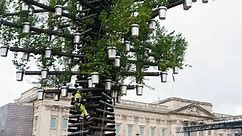 70ft 'Tree of Trees' erected outside Buckingham Palace for jubilee