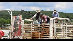 Raising bucking bulls for the rodeo