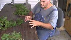 Propagating Emerald Green Arborvitae from Cuttings