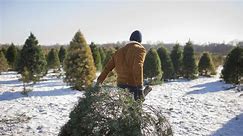 Iowa tree farms where you can find your real Christmas tree this year