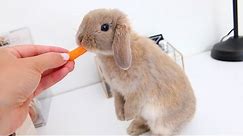 Meet Marshmallow My Adorable Holland Lop Bunny