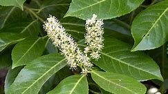 How to Plant and Grow Cherry Laurel