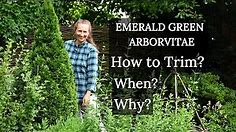How to Trim EMERALD GREEN Arborvitaes: Why, When, How?