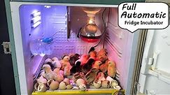 Hatch Chicks In OLD Refrigerator Box - FULL AUTOMATIC Refrigerator ( FRIDGE ) EGG INCUBABOR