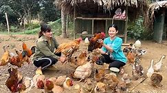 Selling chickens at the farm. Visit your mother and cook a family meal. Mến Vinh Farm Life