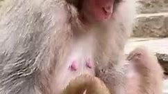 Mother monkey just give birth with big cord | Monkey 24H